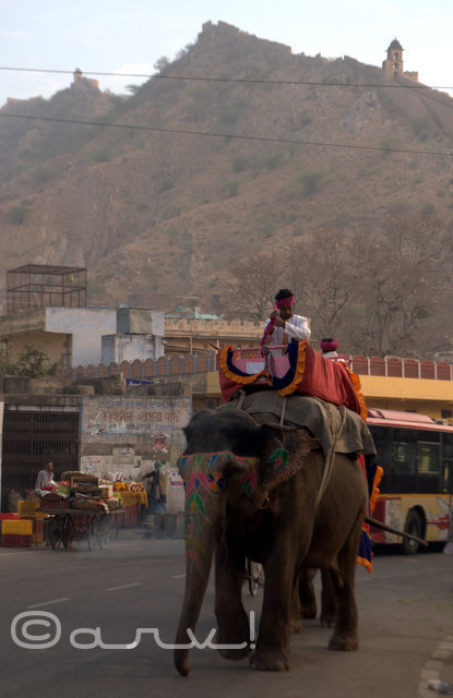 elephant-ride-amer-palace-jaipur-jaipurthrumylens