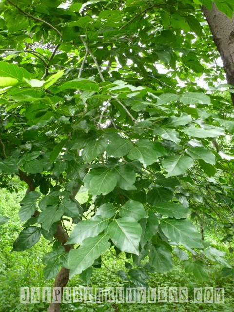 Pongamia-pinnata-karanj-tree-world-forestry-arboretum-jaipur