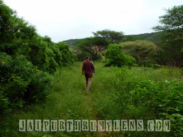 walk-through-world-forestry-arboretum-jaipur-jhalana-nature-lovers-jaipurthrumylens