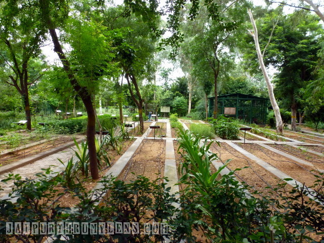 world-forestry-arboretum-jaipur-forest-department-jaipurthrumylens