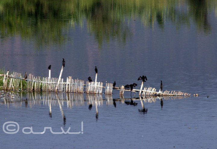 birding-in-jaipur-mansagar-lake-great-cormorant-black-jaipurthrumylens