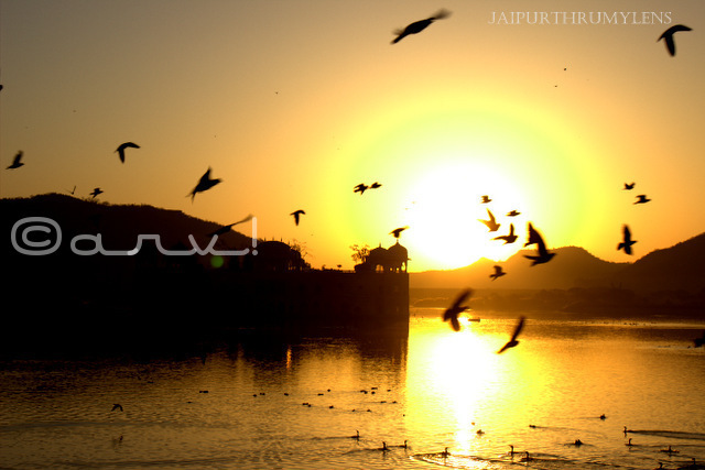 jaipur sunrise at jalmahal water palace mansagar lake jaipurthrumylens