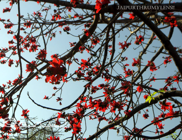 red beauty Bombax Ceiba spring bloom crimson beauty jaipur jaipurthrumylens