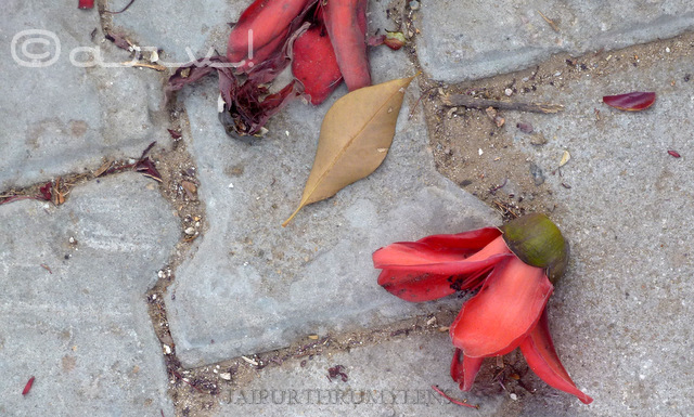 semal flower phool fallen on the ground in jaipur