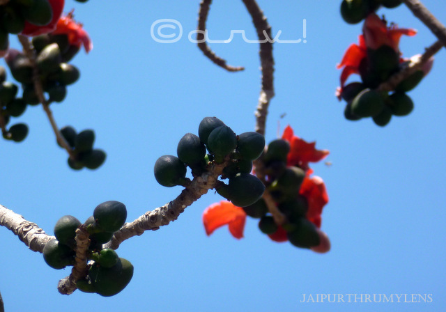 Silk Cotton Tree | Semal Tree |The Harbinger Of Spring – JaipurThruMyLens