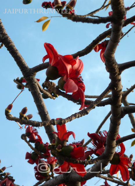 semal tree red flower blooming in spring season jaipur jaipurthrumylens