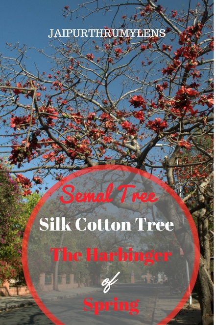 semal-tree-silk-cotton