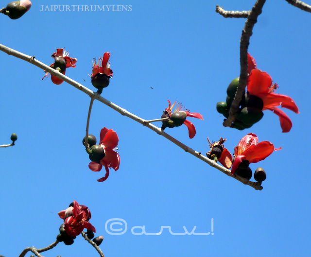 silk cotton tree flower semal red flower crimson beauty in spring ayurvedic tree jaipurthrumylens