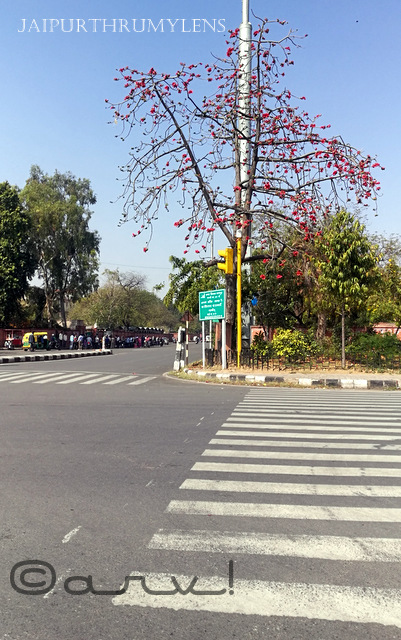 silk cotton tree semal on roadside in spring jaipur