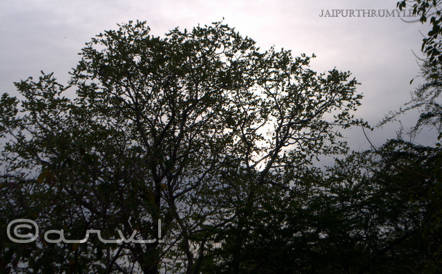 thursday tree love sunrise in jaipur skywatch friday