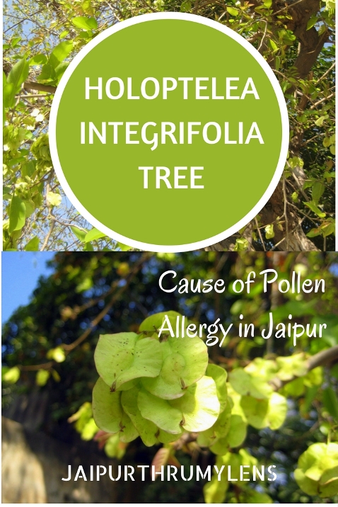 Holoptelea Integrifolia Tree cause of pollen allergy in Jaipur