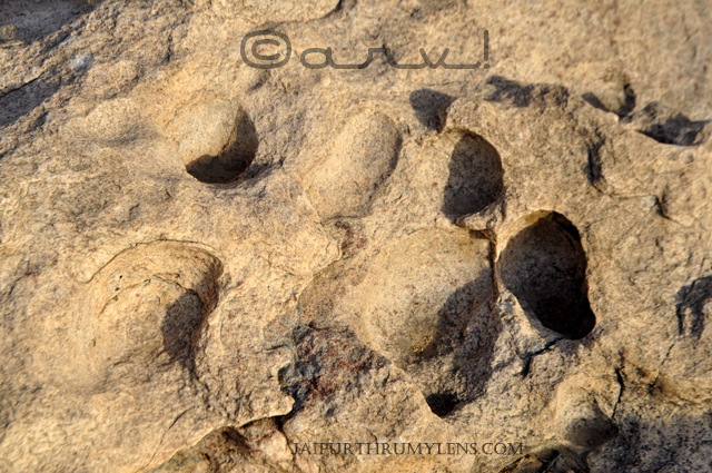 leopard-pug-marks-on-on-stones-aravali-hill-design-pattern
