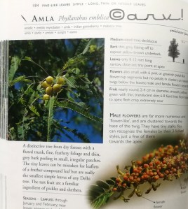 trees-of-delhi-pdf-book-pradip-krishen