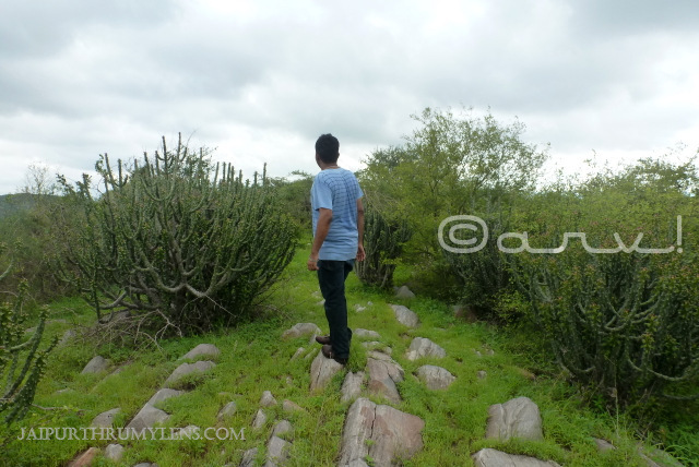 Euphorbia-Caducifolia-jhalana-forest-jaipur-trekking-thhor-danda