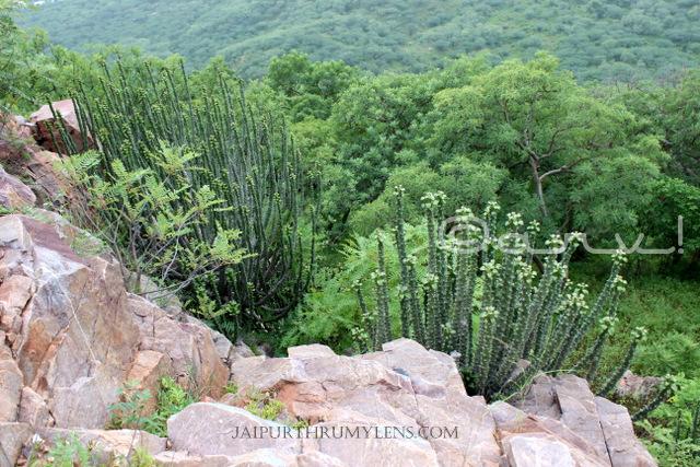 Euphorbia-Caducifolia-thar-desert-cactus-thor-danda