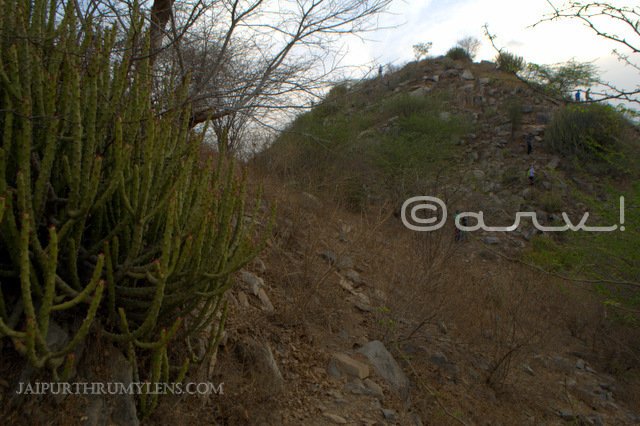 trekking-jaipur-aravali-hills-Leafless-Milk-Hedge-danda-thor