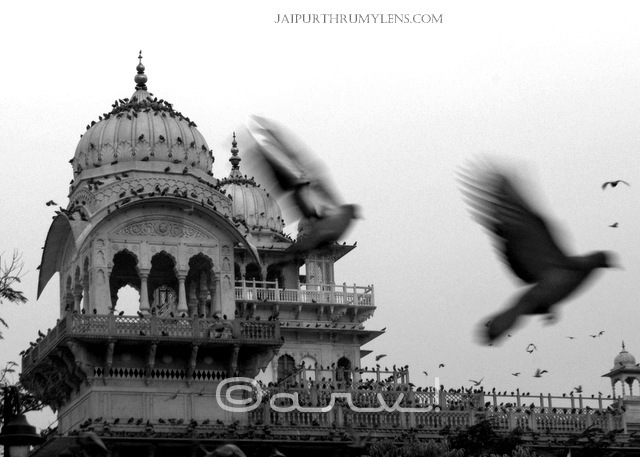 albert-hall-museum-jaipur-pigeons-wordless-wednesday-jaipurthrumylens