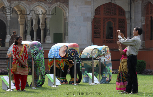 elephant-parade-india-albert-hall-museum-jaipur-jaipurthrumylens