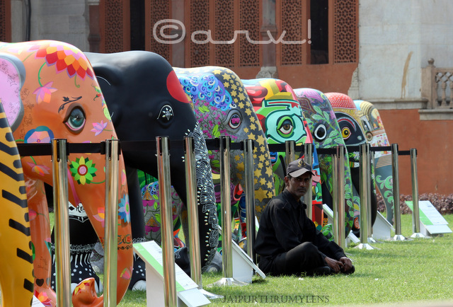 travel-to-my-elephant-albert-hall-museum-jaipur