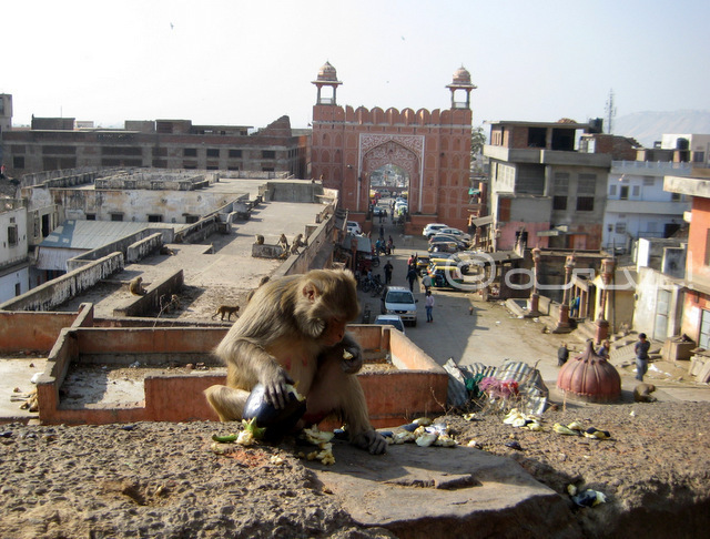 way-to-monkey- temple-galta-gate-jaipur