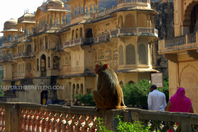 monkey-temple-jaipur-galtaji-jaipur