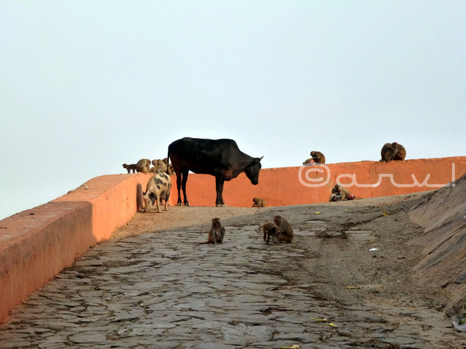 reach-galtaji-temple-galta-gate-jaipur