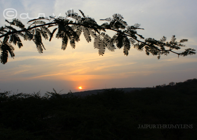 jaipur-sunrise-thursday-tree-love-skywatch-friday