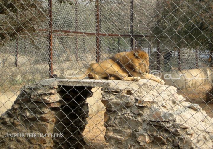 indian-lion-photo-jaipur-zoo-nahargarh-zoological-biological-park-kukas