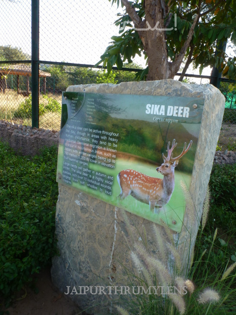 information-on-deer-nahargarh-zoological-biological-park-jaipur