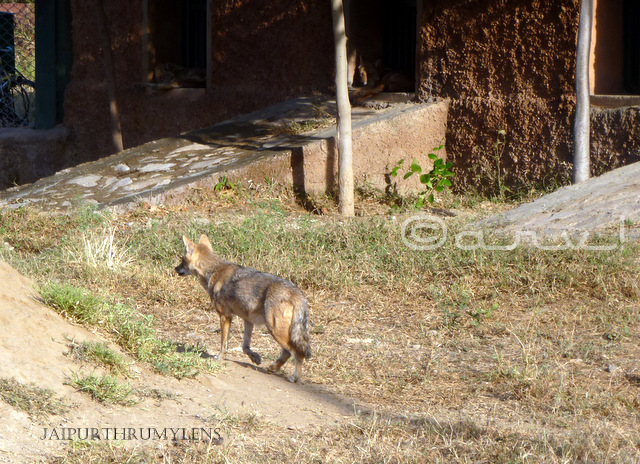 jackal-picture-nahargarh-biological-park-jaipur-zoo