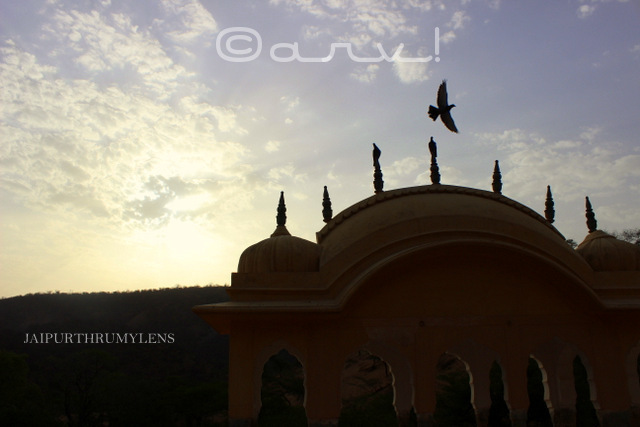 ghat-ki-guni-jaipur-pigeon-flying-in-sky-skywatch