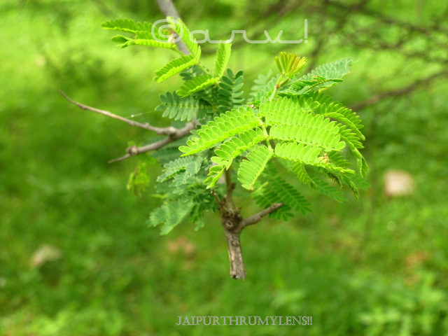 leaves-Dichrostachys-cinerea-tree