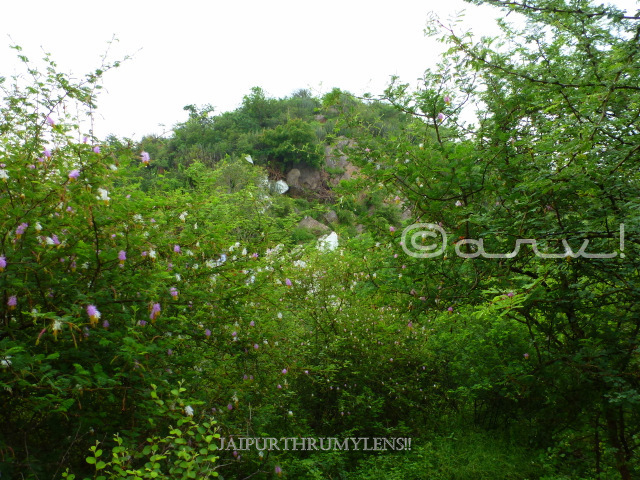 sickle-bush-tree-smriti-van-jaipur-aravali-hills