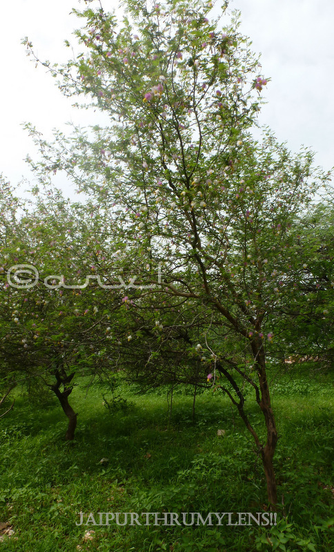 Chaka Roshi Tree Sickle Bush Tree | Announcing The Arrival Of Monsoon In Jaipur ...