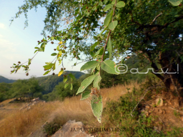 anogeissus pendula leaves rajasthan