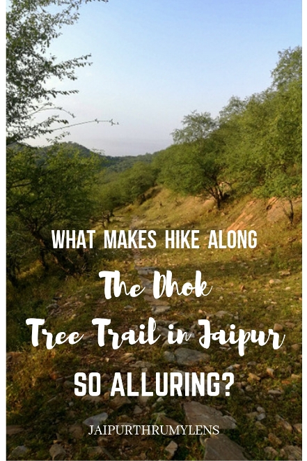 hiking in Jaipur along the dhok tree trail on aravali hills #jaipur #travel #hiking #trekking #outdoors