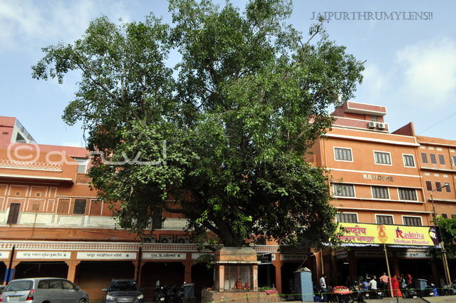 big-peepal-tree-in-jaipur-walled-city