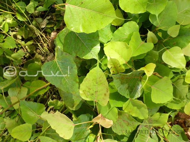 haunted-peepal-tree-jaipur-leaves