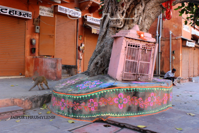 monkey-famous-hamuna-temple-jaipur-under-peepal-tree