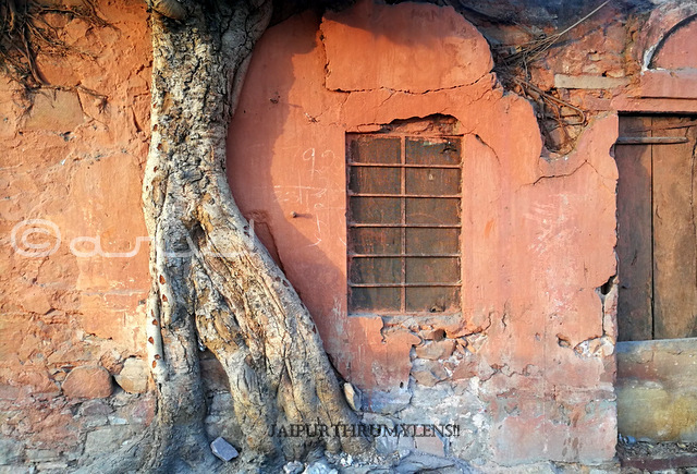 trees-of-jaipur-peepal-tree-root