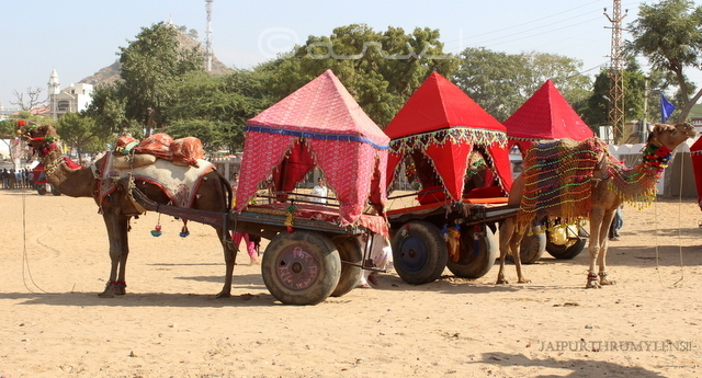 pushkar-fair-camel-cart-ride-photo-blog