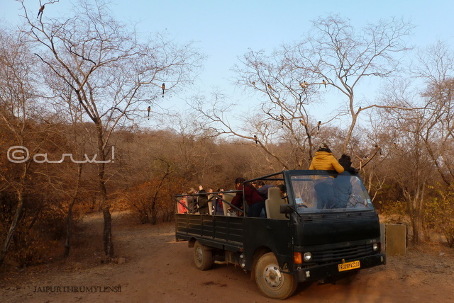canter-safari-in-ranthambore-national-park