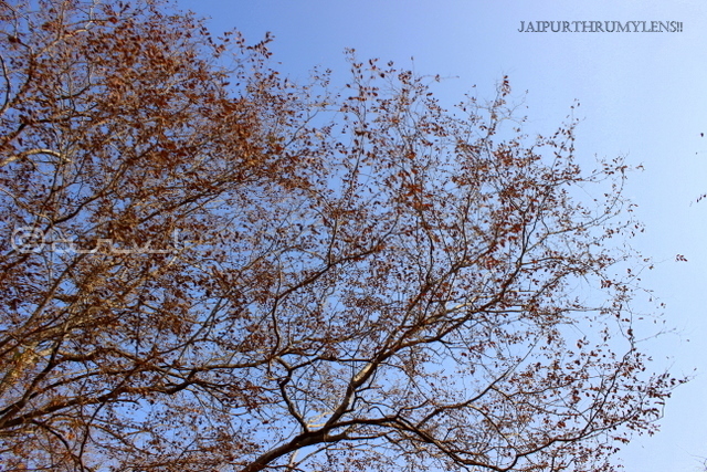 dhok-anogeissus-pendula-tree-ranthamore-national-park-rajasthan