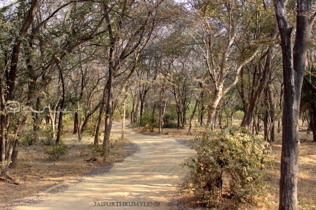 flora-fauna-ranthamore-national-park-aravali-rajasthan