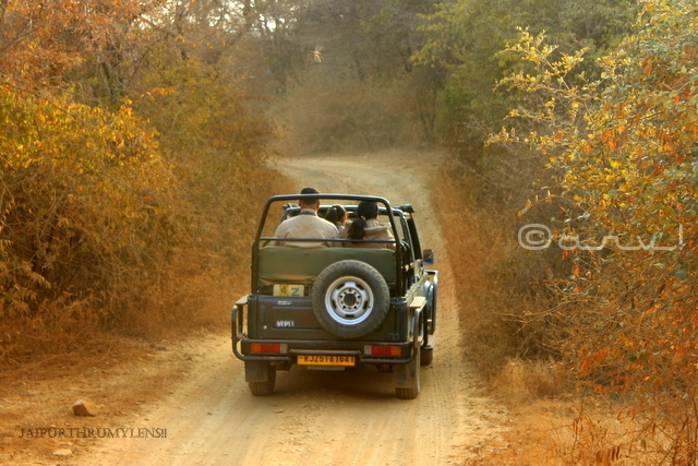 gypsy-safari-ranthambore-booking
