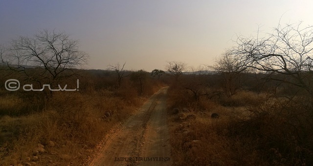 how-to-book-ranthamore-national-park-safari