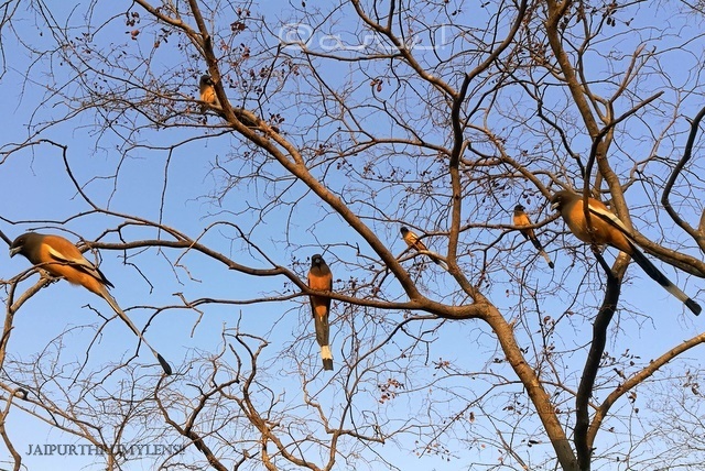 indian-rufous-treepie-habitat-ranthamore-park-rajasthan