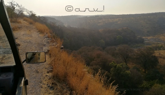 jungle-safari-canter-ranthambore-national-park-rajasthan