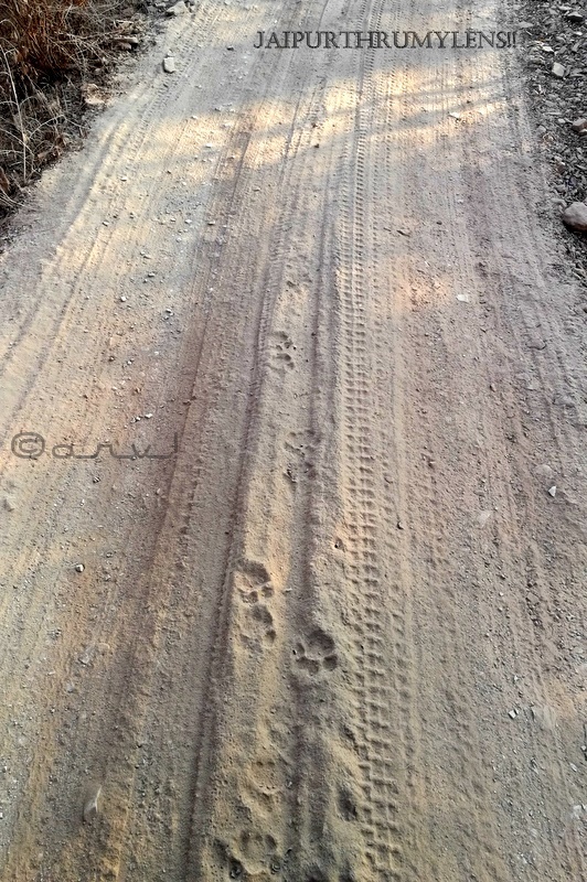 photo-pugmark-tiger-ranthambore-national-park-safari