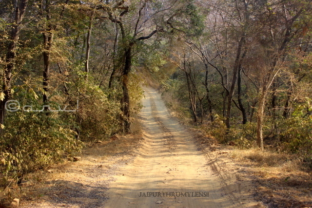 ranthambore-forest-safari-trail